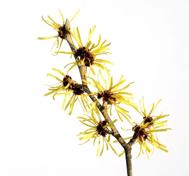 Hamamelis in the product