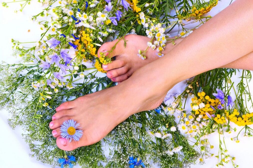 Plants from varicose veins