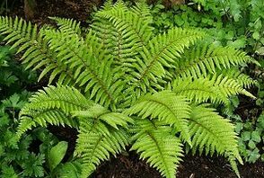 Compresses for the treatment of varicose veins